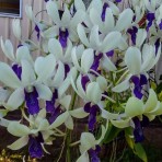 Dendrobium Woo Leng